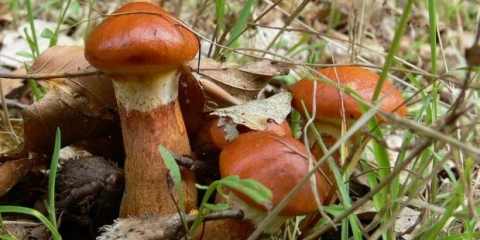 Izvanredan puter (suillus spectabilis): opis i fotografija